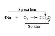 Các quá trình trong phản ứng oxi hóa - khử